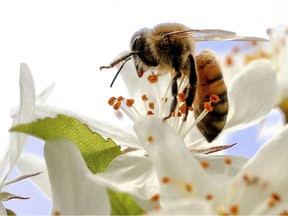 The loss of natural habitat, stress, the lack of nutrition, the use of neonicotinoid insecticides, a parasitic mite (Varroa destructor), and many bacterial and viral diseases seem to be the prime causes of decline in all bee species.