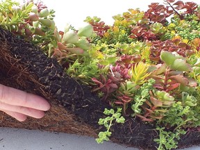 Coco fibre mats thickly planted with hardy sedums will beautify gardens from Yukon to the Gulf Islands.