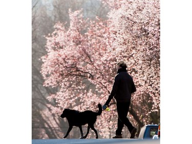 February 23, 2015: A woman crosses a cherry blossoms lined street with her dog.