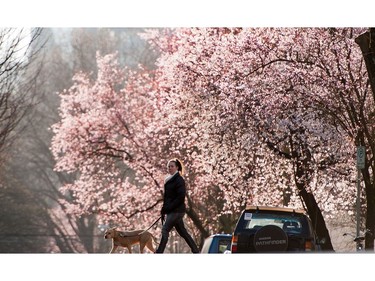 February 23, 2015: A perfect spring day to go for a walk with your dog.