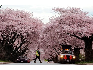 March 9, 2010: Workers remove parking restriction signs from a cherry blossom filled street following the Vancouver 2010 Winter Olympic Games.