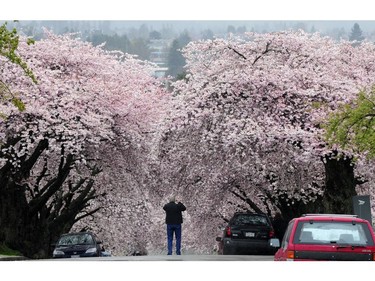 March 11, 2010: A man stops to take a photo of cherry blossoms on William Avenue.