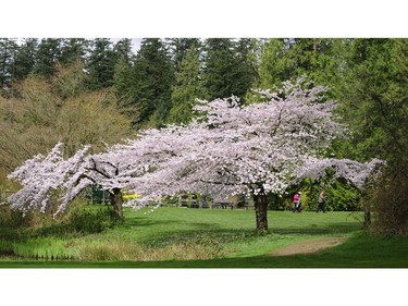 March 22, 2010: Pitch and putt players walk past cherry blossoms at Central Park in Burnaby