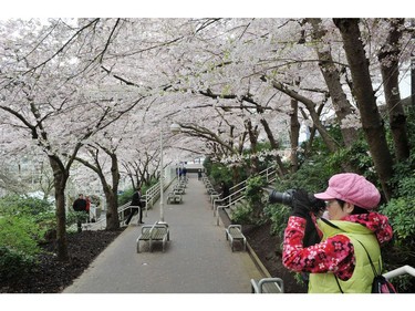 April 5,  2012: The  Burrard Skytrain station is a great place to photograph blossoms.