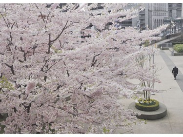 April 5,  2012: A view of the blossoms from our old office at Granville Square.