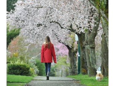 April 5,  2012 -  Walking a dog under a canopy of Cherry blossoms around Renfrew Street on the east side.