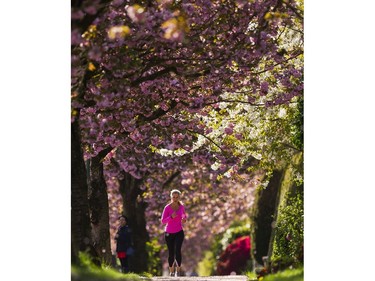 April 10, 2016 : A woman runs under a canopy of cherry blossoms.