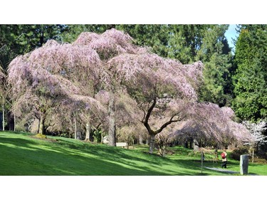 Vancouver's VanDusen gardens is breaking into blossom even though the Spring weather has been uneven. These cherry trees are in the Hon. David Lam grove.
