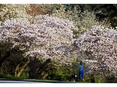 April 13, 2014: A runner runs past a group of Cherry Blossom trees