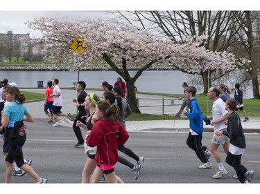 April 15, 2012 -- 
A run with a view. Vancouver Sun runners jog past the cherry blossoms that line the streets of English Bay on Beach Avenue.