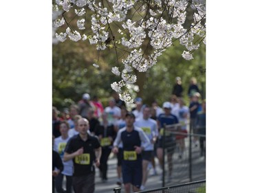 April 17, 2011: Participants in the 2011 Vancouver Sun Run makes their way along the Cherry Blossom lined streets in Stanley Park