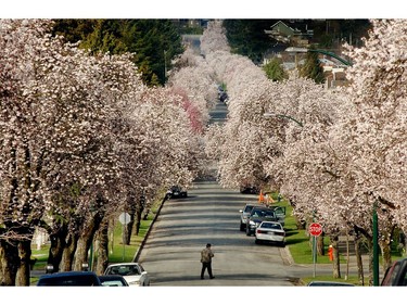 March 24, 2008: It was a weird weather day in Vancouver.  While the interior got snow, Vancouver got sun, clouds, rain. And in some areas of the city ornamental cherry blossom trees were out.  These blossoms were on 22nd Ave., looking west from Arbutus Street.