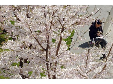 MARCH 31, 2008: A woman enjoying the sunshine under a canopy of cherry blossoms in Granville Square