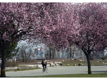 March 2 ,2014:  A cyclist rides past brilliant cherry blossoms at Jericho Beach.