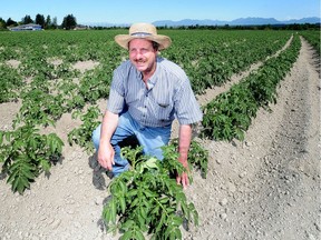 Bill Zylmans of W & A Farms in Richmond, one of the larger Lower Mainland potato growers.