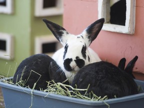 Rabbitats is currently sheltering 30 plus rabbits at Urban Pets. It is looking for enclosed indoor spaces for more rabbits because a  deadly rabbit virus is circulating in B.C., killing ferak rabbits on Delta's Annacis island.