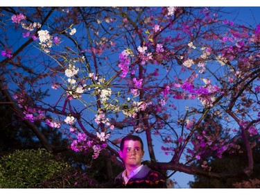 March 26 2013: Light artist Stuart Ward under the cherry blossoms at dusk with images he will be projecting onto the blossoms during the 2013 Cherry Blossom festival