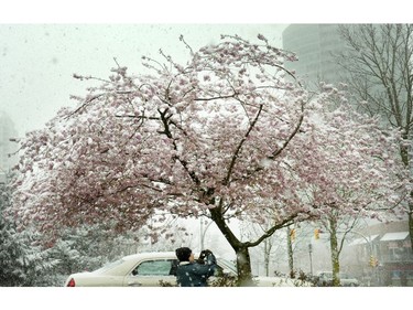 March 28,  2008: Getting a photo of the snow settling on the cherry blossoms at Metrotown.