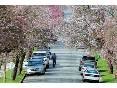March 23, 2011: Blossoms are starting to appear -- the  neighbourhood of 22nd Avenue and Yew St. is filled with Plum trees.