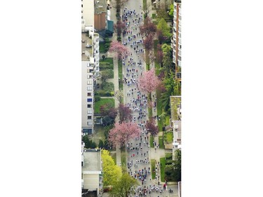 April 15, 2007: Aerial photos of Sun Run. Here runners go under the cherry blossoms.