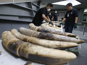 Thai customs officials display seized ivory during a press conference in Bangkok, Thailand, Friday, Jan. 12, 2018.