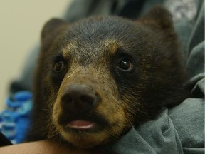 An orphaned black-bear cub named Wasabi visits the vet in Smithers as part of his care by the Northern Lights Wildlife Shelter this year.