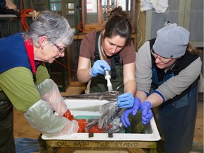 Six seagulls were released back into the wild on Monday after making a full recovery following their oily rescue in east Vancouver last month. Some of the birds are pictured in these handout photos being cleaned by volunteer staff.