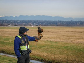 Trained raptors are among the methods employed by Vancouver International Airport to keep birds off the runways. Sometimes these raptors inadvertently kill non-target species such as short-eared owls, a species of special concern in B.C.