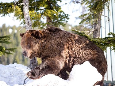NORTH VANCOUVER, BC - APRIL 24, 2018:  Grinder and Coola the two resident Grizzly Bears at the Grouse Mountain Refuge for Endangered Wildlife on top of Grouse Mountain Resorts emerge from a 153 day hibernation on April 24, 2018 in North Vancouver, British Columbia, Canada.