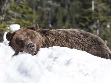 Grinder and Coola the two resident Grizzly Bears at the Grouse Mountain Refuge for Endangered Wildlife on top of Grouse Mountain Resorts emerge from a 153 day hibernation on April 24, 2018 in North Vancouver, British Columbia, Canada.