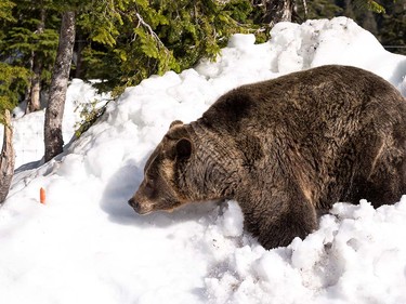 Grinder and Coola the two resident Grizzly Bears at the Grouse Mountain Refuge for Endangered Wildlife on top of Grouse Mountain Resorts emerge from a 153 day hibernation on April 24, 2018 in North Vancouver, British Columbia, Canada.