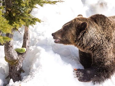 Grinder and Coola the two resident Grizzly Bears at the Grouse Mountain Refuge for Endangered Wildlife on top of Grouse Mountain Resorts emerge from a 153 day hibernation on April 24, 2018 in North Vancouver, British Columbia, Canada.