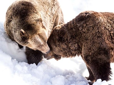 Grinder and Coola the two resident Grizzly Bears at the Grouse Mountain Refuge for Endangered Wildlife on top of Grouse Mountain Resorts emerge from a 153 day hibernation on April 24, 2018 in North Vancouver, British Columbia, Canada.