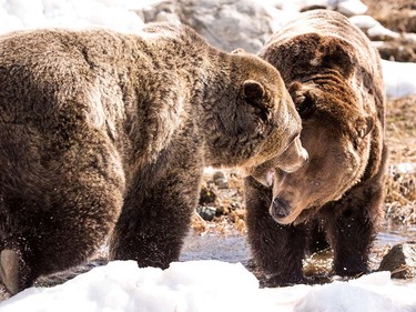 Grinder and Coola the two resident Grizzly Bears at the Grouse Mountain Refuge for Endangered Wildlife on top of Grouse Mountain Resorts emerge from a 153 day hibernation on April 24, 2018 in North Vancouver, British Columbia, Canada.