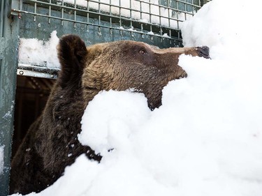 Grinder and Coola the two resident Grizzly Bears at the Grouse Mountain Refuge for Endangered Wildlife on top of Grouse Mountain Resorts emerge from a 153 day hibernation on April 24, 2018 in North Vancouver, British Columbia, Canada.