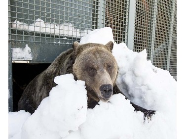 Grinder and Coola the two resident Grizzly Bears at the Grouse Mountain Refuge for Endangered Wildlife on top of Grouse Mountain Resorts emerge from a 153 day hibernation on April 24, 2018 in North Vancouver, British Columbia, Canada.