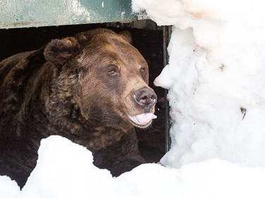 Grinder and Coola the two resident Grizzly Bears at the Grouse Mountain Refuge for Endangered Wildlife on top of Grouse Mountain Resorts emerge from a 153 day hibernation on April 24, 2018 in North Vancouver, British Columbia, Canada.