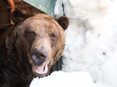 Grinder and Coola the two resident Grizzly Bears at the Grouse Mountain Refuge for Endangered Wildlife on top of Grouse Mountain Resorts emerge from a 153 day hibernation on April 24, 2018 in North Vancouver, British Columbia, Canada.