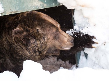 Grinder and Coola the two resident Grizzly Bears at the Grouse Mountain Refuge for Endangered Wildlife on top of Grouse Mountain Resorts emerge from a 153 day hibernation on April 24, 2018 in North Vancouver, British Columbia, Canada.