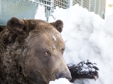 Grinder and Coola the two resident Grizzly Bears at the Grouse Mountain Refuge for Endangered Wildlife on top of Grouse Mountain Resorts emerge from a 153 day hibernation on April 24, 2018 in North Vancouver, British Columbia, Canada.