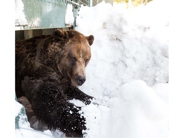 Grinder and Coola the two resident Grizzly Bears at the Grouse Mountain Refuge for Endangered Wildlife on top of Grouse Mountain Resorts emerge from a 153 day hibernation on April 24, 2018 in North Vancouver, British Columbia, Canada.