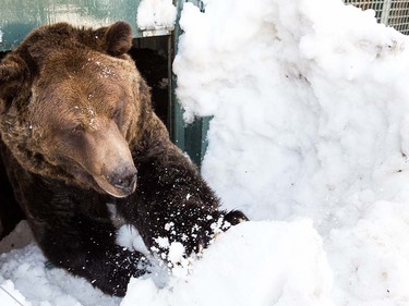 Grinder and Coola the two resident Grizzly Bears at the Grouse Mountain Refuge for Endangered Wildlife on top of Grouse Mountain Resorts emerge from a 153 day hibernation on April 24, 2018 in North Vancouver, British Columbia, Canada.