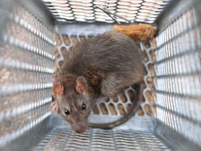 Rat in a live trap, the preferred way to deal with pests when possible.