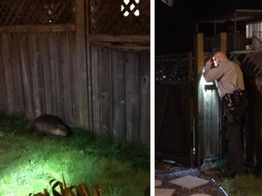 A Nanaimo RCMP officer confronts a beaver during a 911 call on Wednesday night.