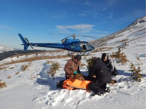 Caribou cows are captured and transported to fenced pens during calving season.