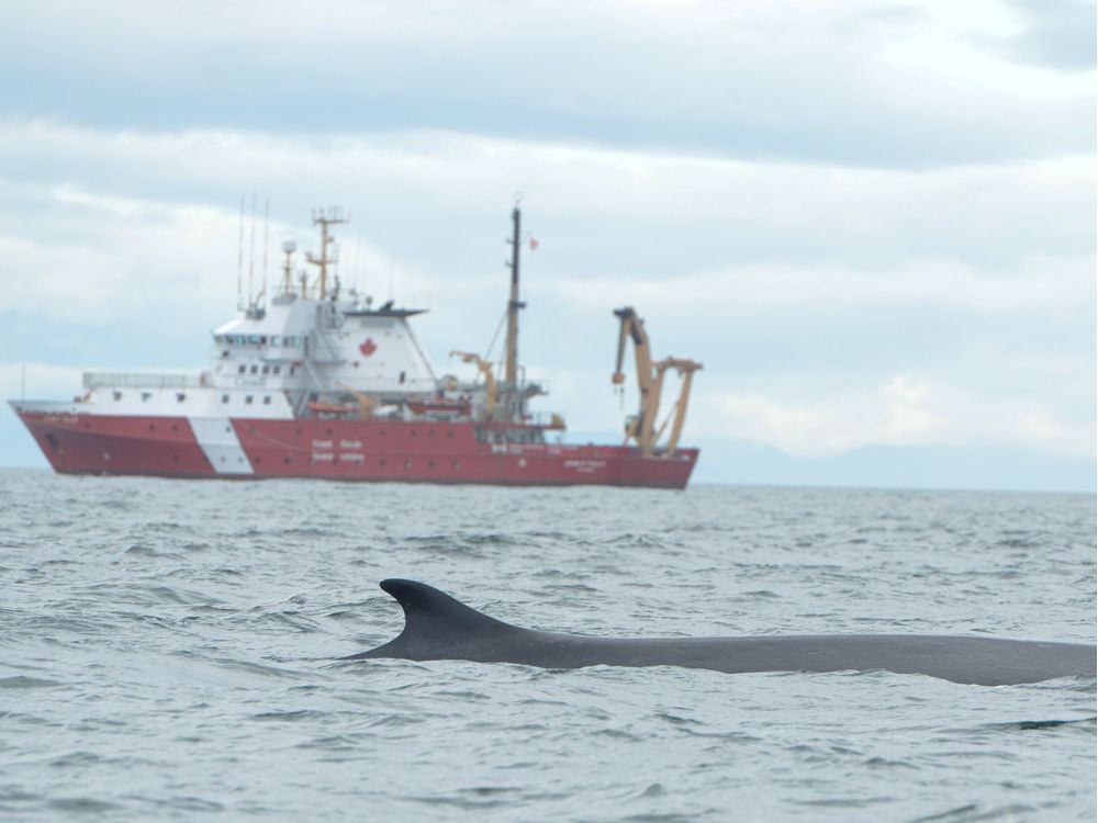 Ottawa undertakes massive cetacean survey off B.C. coast to ensure ...