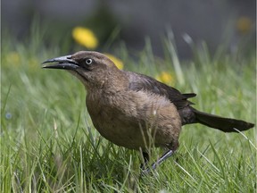 This female great-tailed grackle has attracted crowds of birders during its first ever recorded visit to Metro Vancouver. The bird usually comes no farther north than the central-southern U.S. (John Gordon photo)