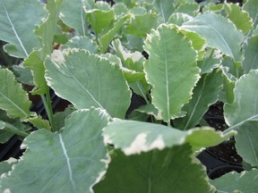 Kale is the new superfood and Kosmic Kale is a continuous harvest variety.