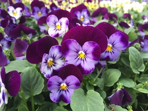 Violas are cool season bloomers and thus one of the best bets for edible décor from fall through to spring.