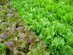 Looseleaf lettuces can be harvested over a long period.